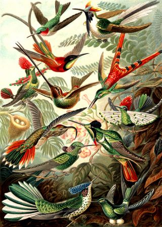 אבולוציה של עופות. ציור מאת ארנסט האקל. מתוך תערוכת דארווין שהתקיימה בפרנקפורט בין החודשים פברואר ומאי 2009