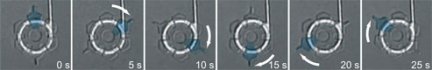 A sequence of images, at intervals of 5 seconds from each other, shows the movement of the bacterial motor