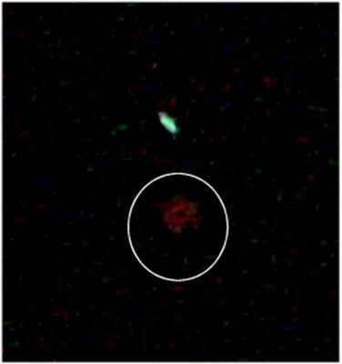 העצם המסתורי שצולם ב-1983 בידי החללית IRAS באינפרה אדום. גלקסיה צעירה