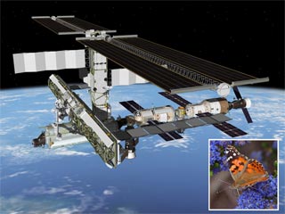 The International Space Station, and a butterfly of the kind that will fly on the shuttle Endeavour