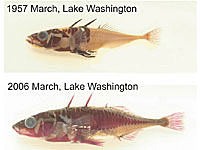 The stickleback fish before and after the change