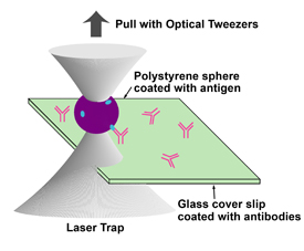 This is how optical tweezers work
