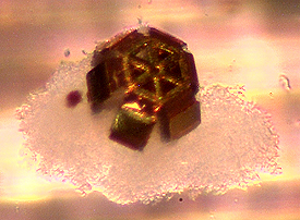 A micro-robot captures a set of animal cells placed inside a tube. Another picture