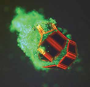 A single micro-robot, with living cells in its jaws. The microrobot was instructed to close and capture the living fibroblast cells, using thermo-biochemical signals