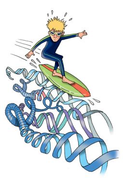 Surf the DNA