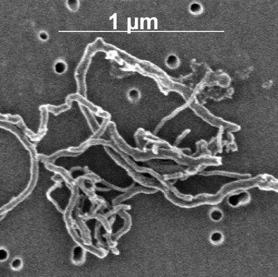 Carbon nanotubes. Photo by electron microscope