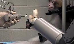 קוף מפעיל זרוע רובוטית. צילום: אוניברסיטת פיטסבורג