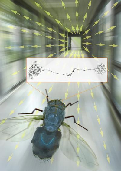 How a fly navigates space and avoids obstacles. Illustration: Munich University of Technology