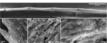 Zebrafish bone. See explanation below