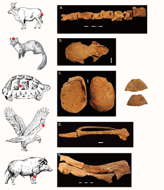 חלקי חיות שנמצאו בקבר השמאנית (הנקודה האדומה מציינת את חלק החיה שנמצא). מלמעלה: פרה, דלק, צב, עיט וחזיר בר. צילם: גדעון הרטמן. אייר: פטר גרוסמן