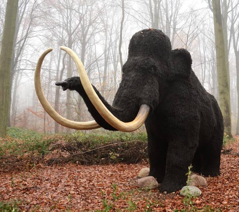 Hairy mammoth. Illustration: From Jumpstory.com