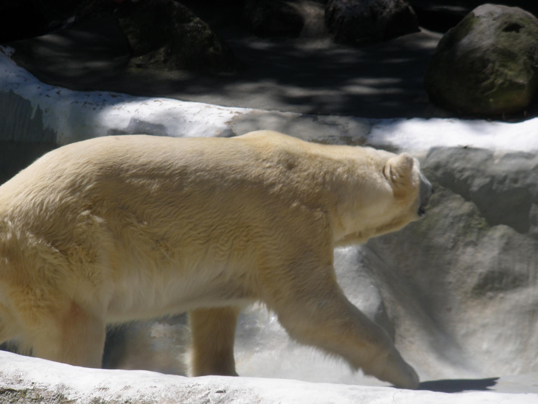 White bear - polar bear. Able to switch from hibernation to active mode in one second. The Bronx Zoo. Photo: Avi Blizovsky