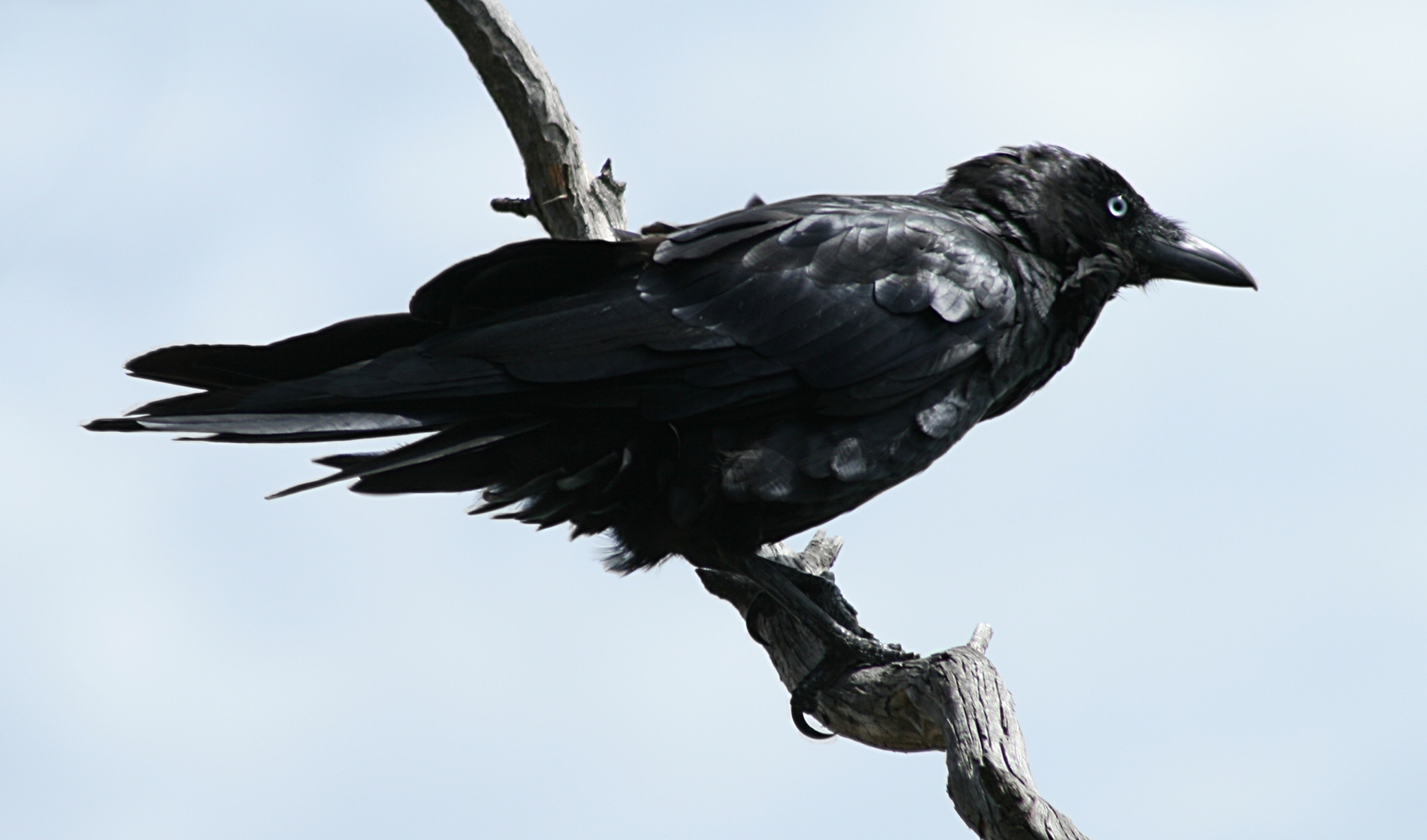 Austrian crow - from Wikipedia