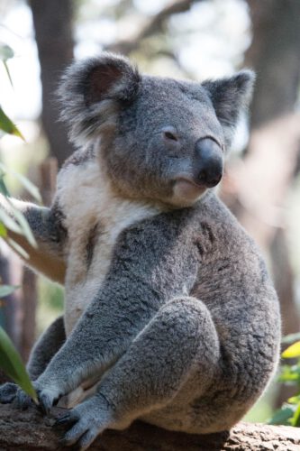 koala. From Jumpstory.com