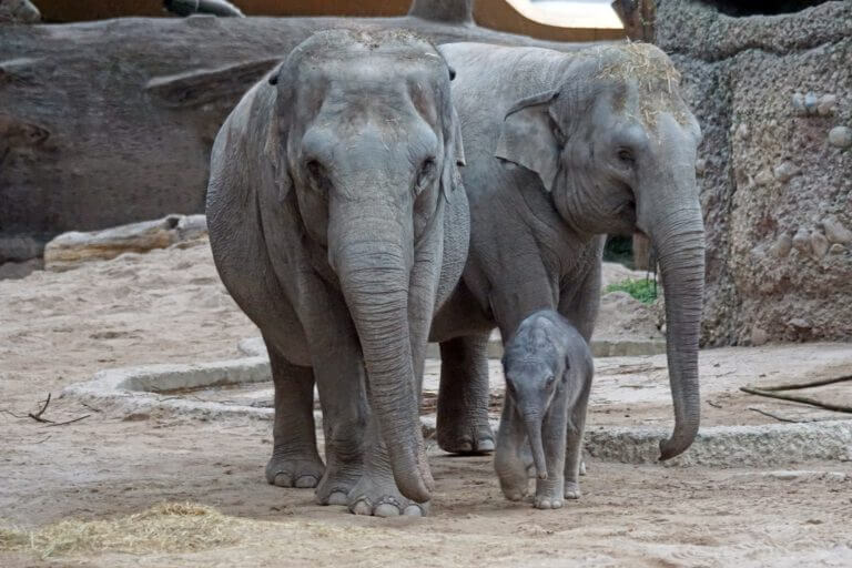 Asian elephant family