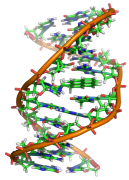 מקטע DNA בעת חלוקתו. איור: wikimedia commons