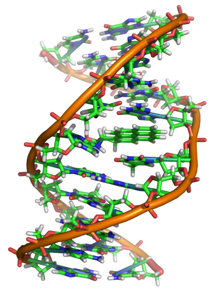 מקטע DNA בעת חלוקתו. איור: wikimedia commons
