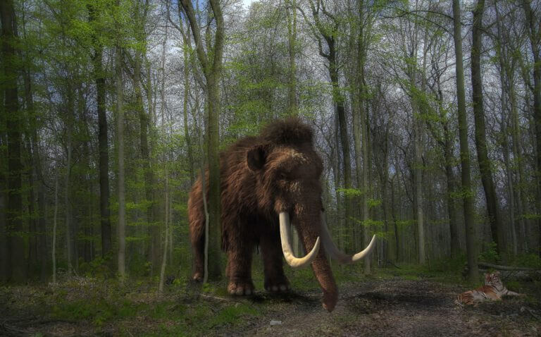 woolly mammoth. From jumpstory