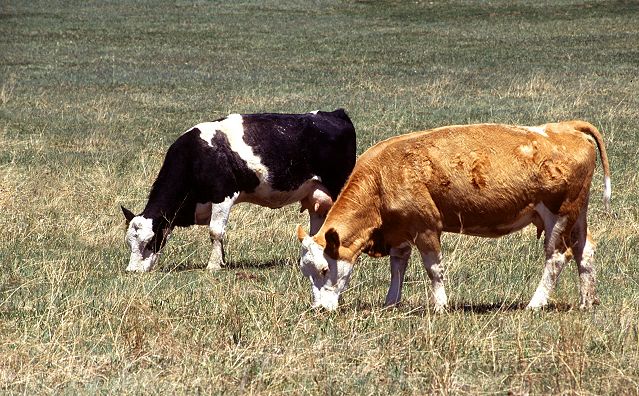 פרות רועות באחו. מתוך ויקימדיה