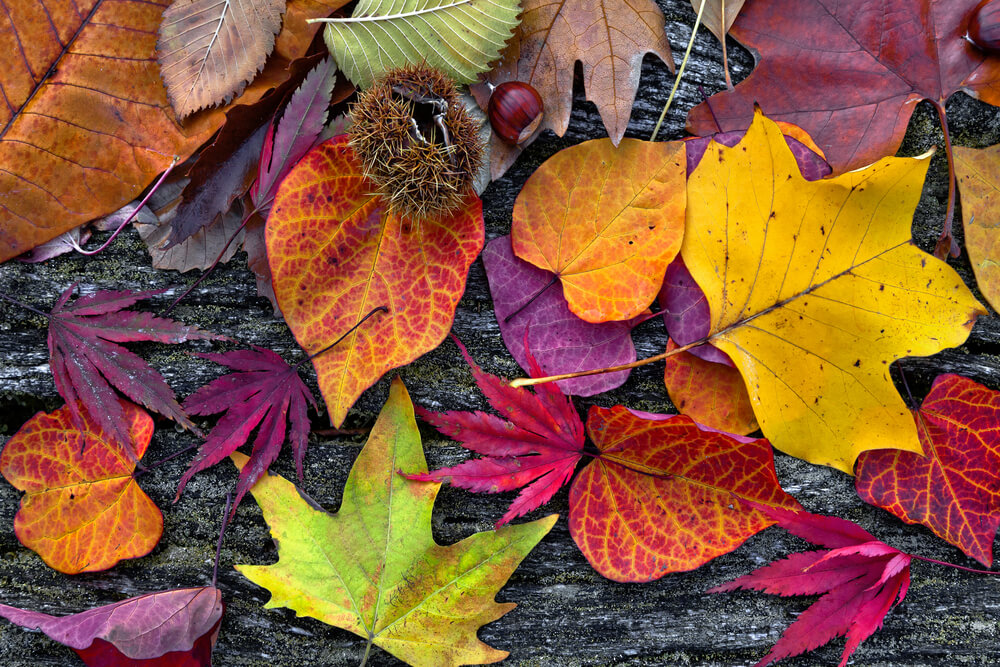 Autumn leaves. Illustration: shutterstock