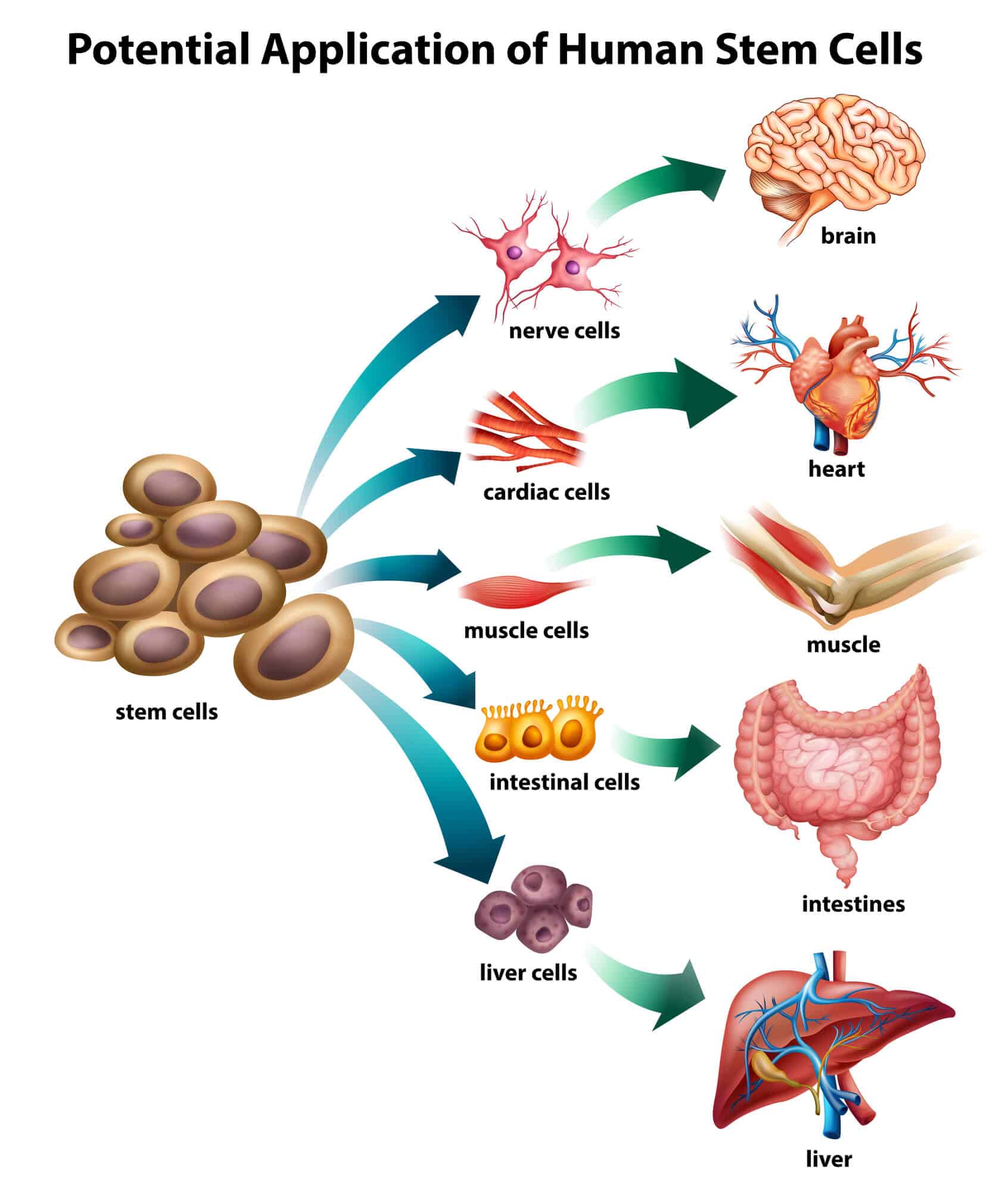 The healing potential of stem cells. Image: depositphotos.com