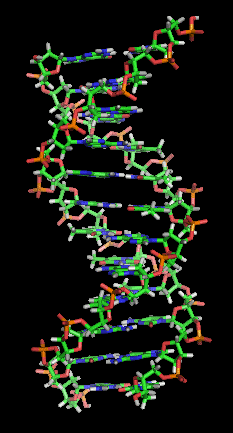 מודל DNA. מתוך ויקיפדיה.
