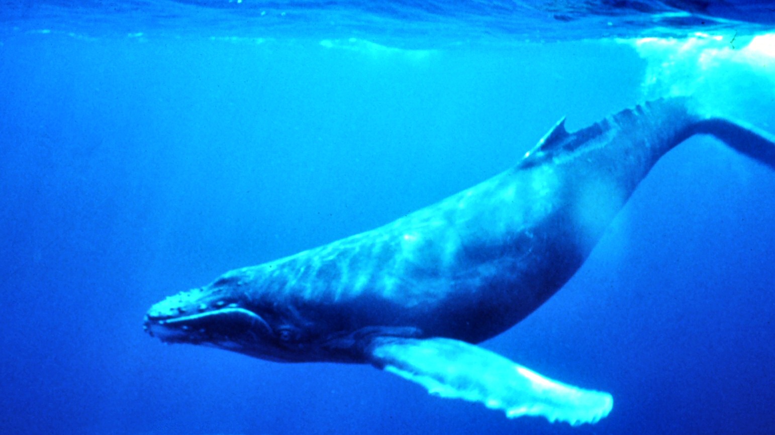 צילום תת-מימי של לווייתן, באדיבות ויקיפדיה