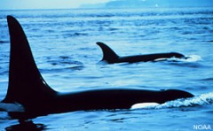 לווייתן קטלן. צילום: NOAA