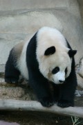 פנדת ענק בגן חיות בסין. צילום: מתוך ויקיפדיה