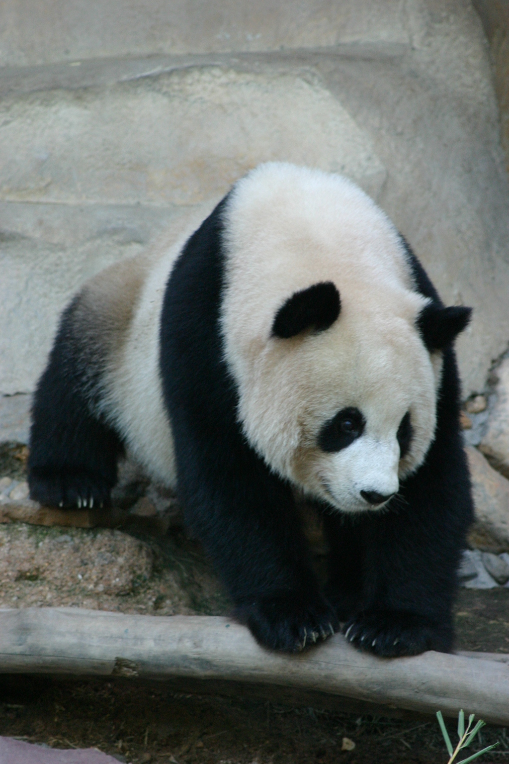 الباندا العملاقة في حديقة الحيوان في الصين. الصورة: من ويكيبيديا