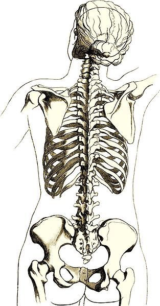 The female skeleton - back view. From Wikipedia
