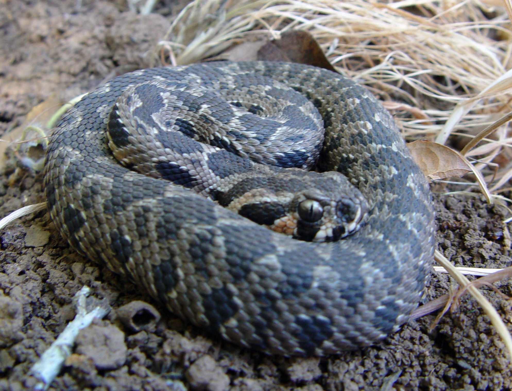 A curled up Israeli viper. Photo: Guy Himovich, from Wikipedia