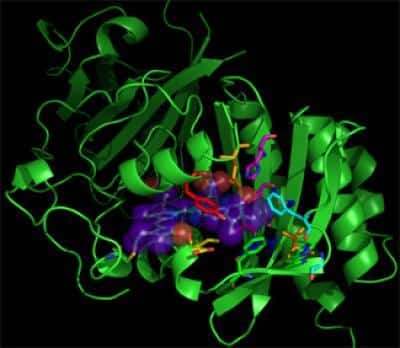 Luminescent proteins as markers for DNA