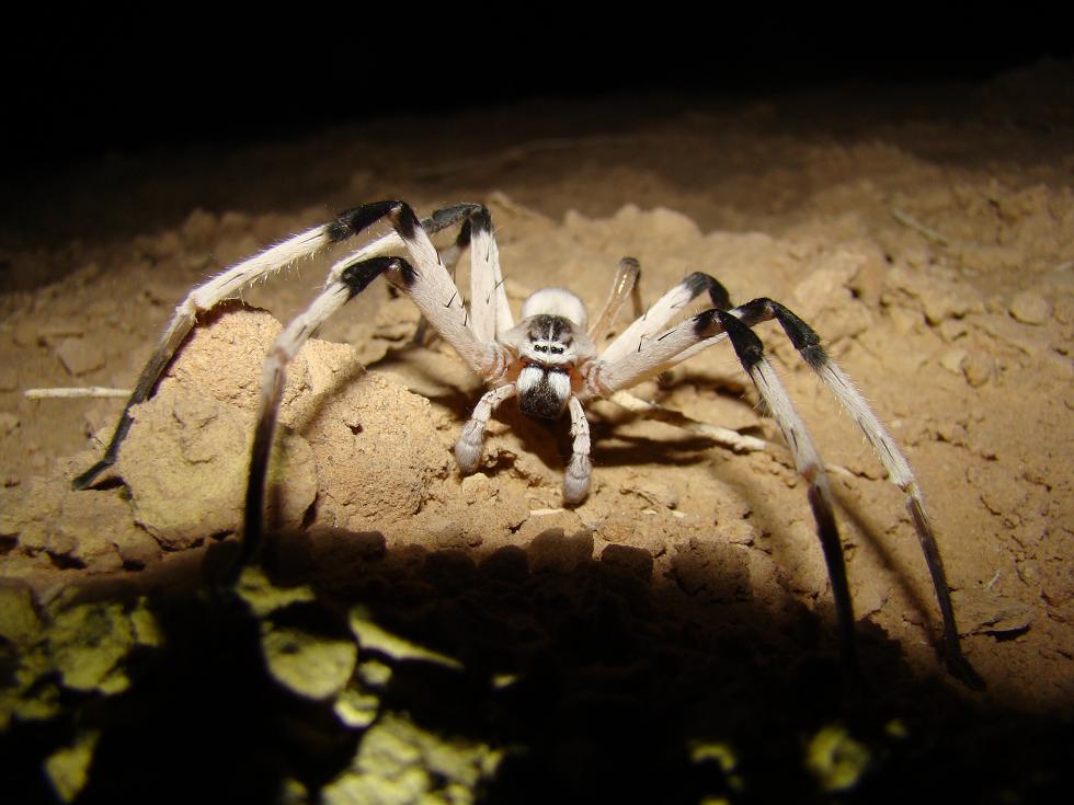 העכביש החדש שהתגלה בערבה. צילום: יעל אולק
