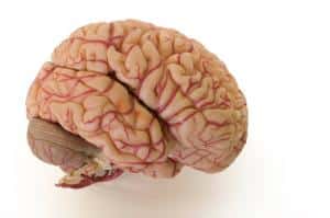 the brain. From Wikipedia