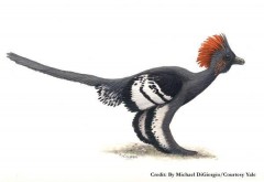 דינוזאור מנוצה Anchiornis huxleyi