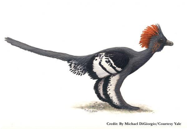 Feathered dinosaur Anchiornis huxleyi