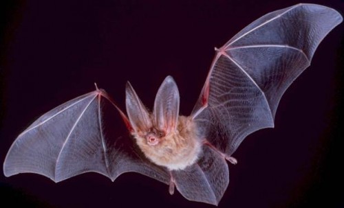 Bat - from Wikipedia