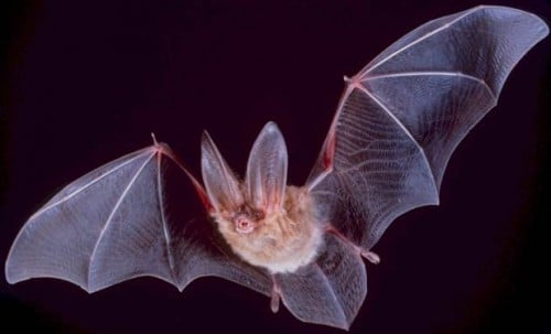 Bat - from Wikipedia