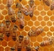 דבורים מייצרות דבש