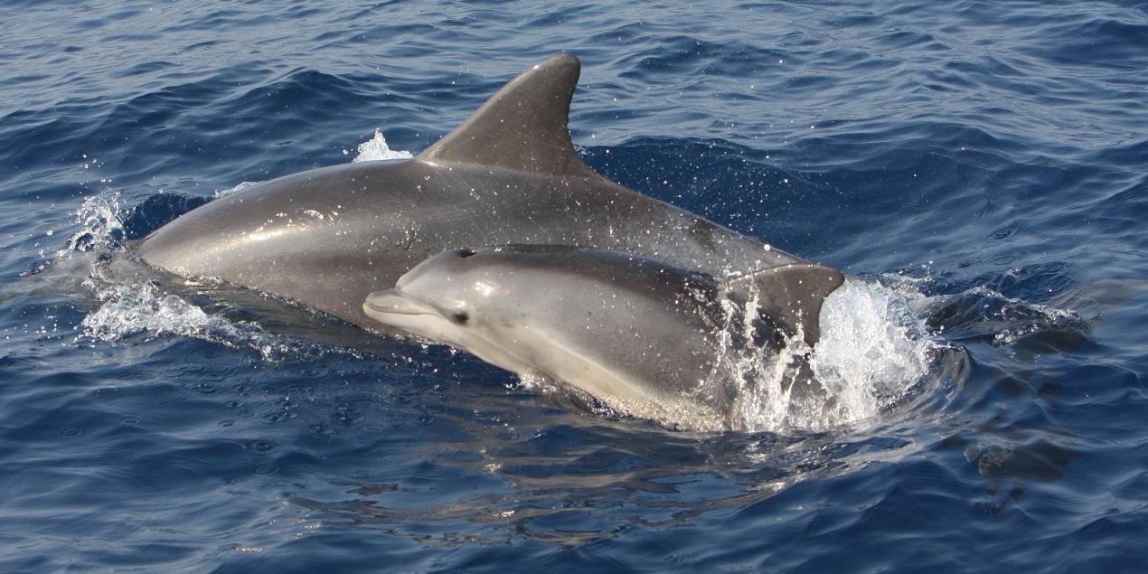 דולפינה וגור דולפינים במימי הים התיכון. צילום: אוניברסיטת חיפה