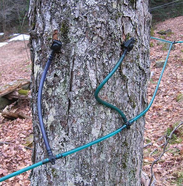 جمع راتنج شجرة القيقب في الأنابيب لإنتاج شراب القيقب. من ويكيبيديا