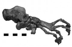 כף רגל שמאל של T. carnifex