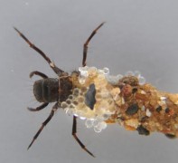 זחלי החרק הקרוי caddisfly מייצרים חוטי-משי מתחת למים
