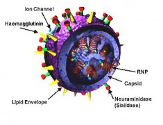 הדמיה תלת ממדית של וירוס השפעת. מתוך ויקיפדיה