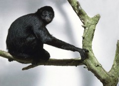 קוף העכביש השחור מדרום אמריקה