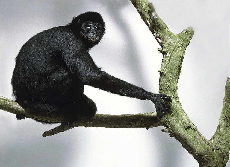 The black spider monkey from South America