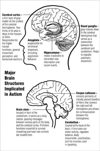 חלקי מוח הקשורים באוטיזם. מתוך ויקיפדיה