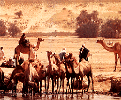 גמלים ליד מקווה מים במדבר סאהל