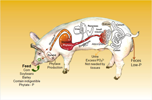 המחשה של דרך הפעולה השונה של חזירים סביבתיים לעומת חזירים רגילים